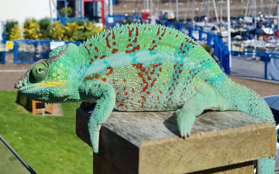 Pet Encounters | 29 March, 11 April 2024