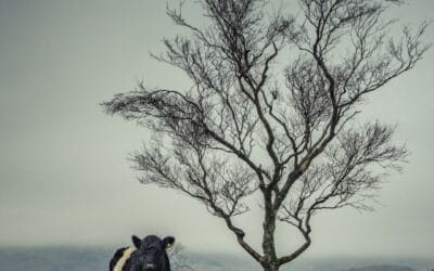 Forty Farms: A Compelling Exhibition Opening at The Beacon Museum, Whitehaven