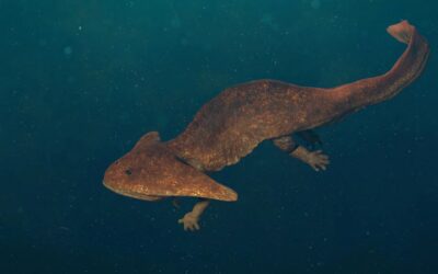 Prehistoric Carboniferous Monsters exhibition comes to The Beacon Museum this summer